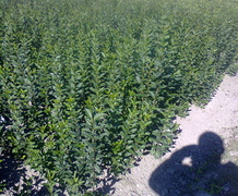 бирючина обыкновенная