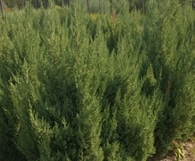 можжевельник китайский стрикта