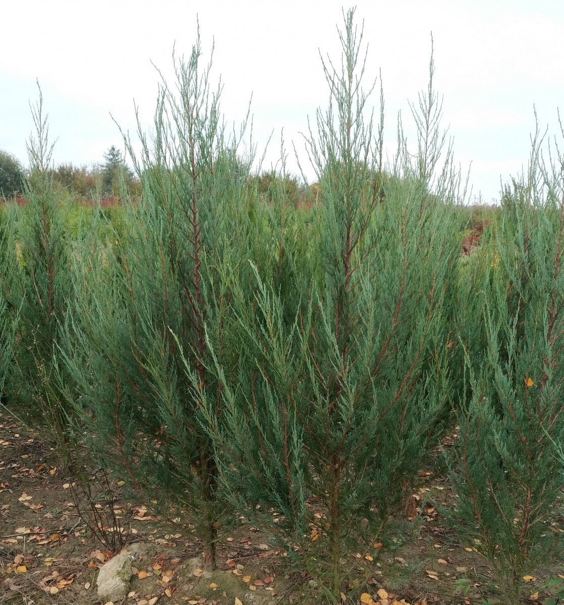 можжевельник скальный блю эроу